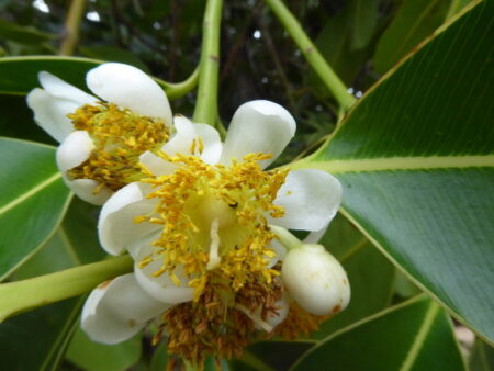 Calophyllum inophyllum