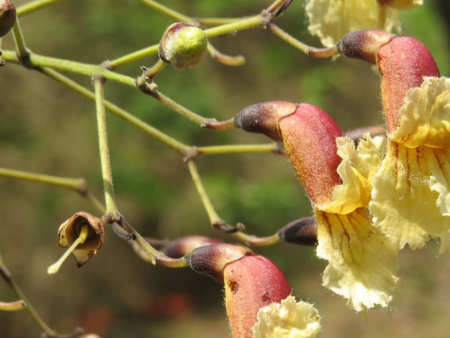 Stereospermum chelenoides
