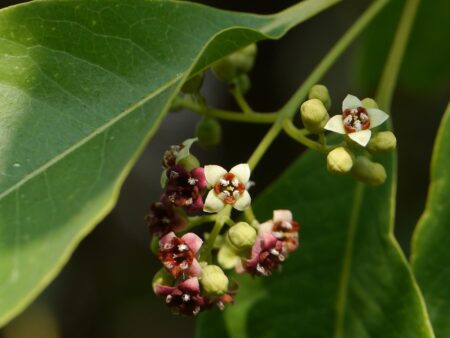 santalum album