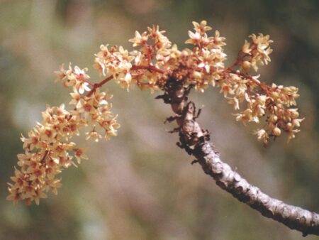 Sterculia urens