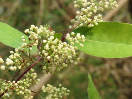 Olea dioica