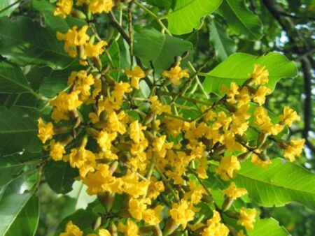Pterocarpus marsupium