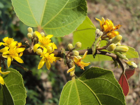 Grewia tiliafolia