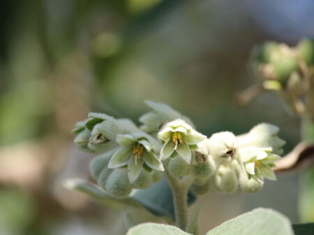 Solanum erianthum