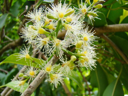 Syzygium cumini