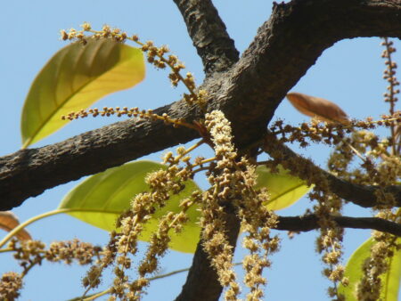 Terminalia bellirica