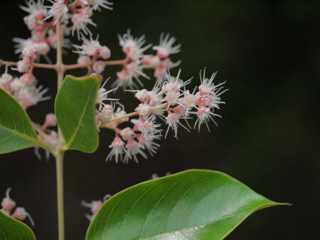 Lagerstroemia microcarpa