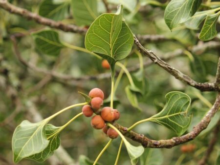 Ficus krishnae