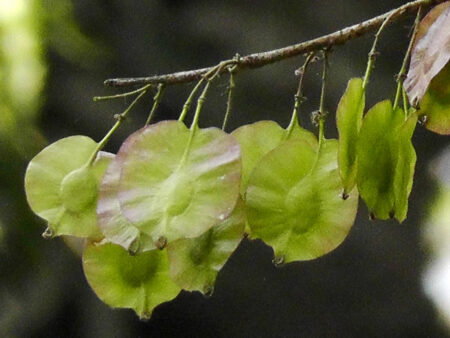 Holoptelia integrifolia