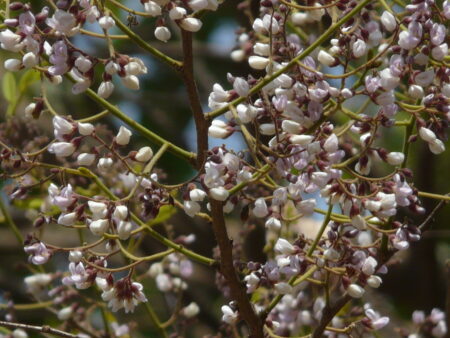 Dalbergia lanceolaria