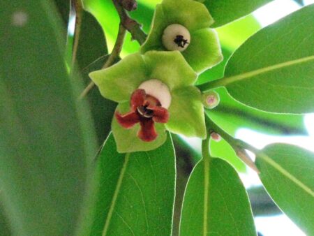 Diospyros malabarica