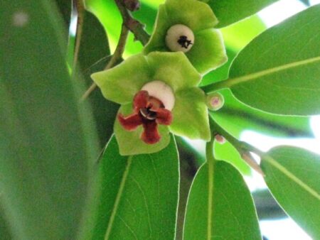 Diospyros malabarica