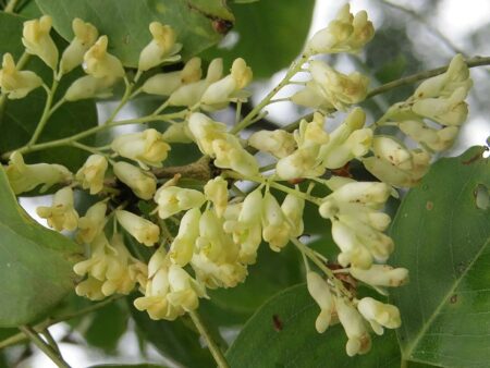 Dalbergia latifolia