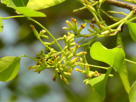 Dalbergia sissoo