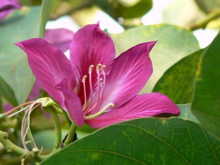 Bauhinia blakeana