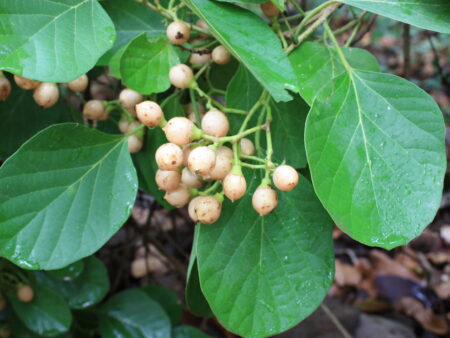 Cordia dichotoma