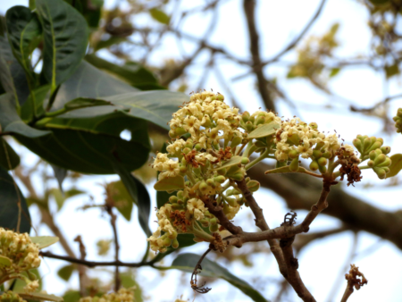 Cordia macleodii