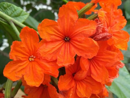 Cordia sebestena