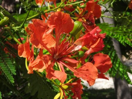 Delonix regia