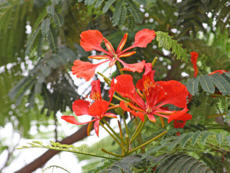 Delonix regia