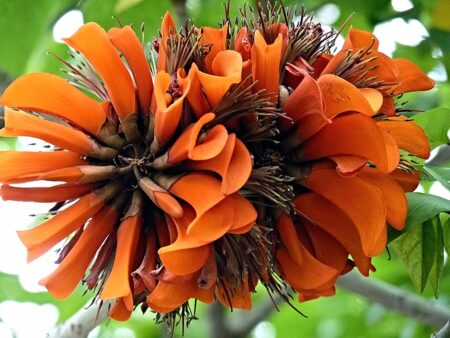 Erythrina stricta