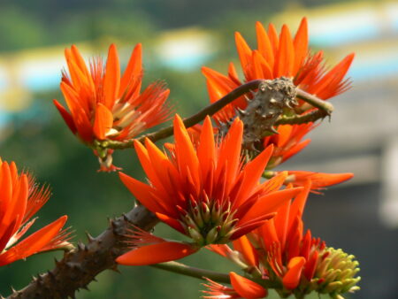 Erythrina suberosa