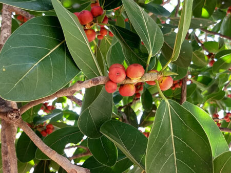 Ficus benghalensis