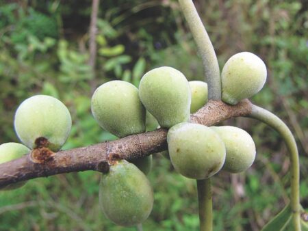 Ficus amplissima