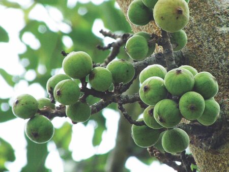 Ficus glomerata
