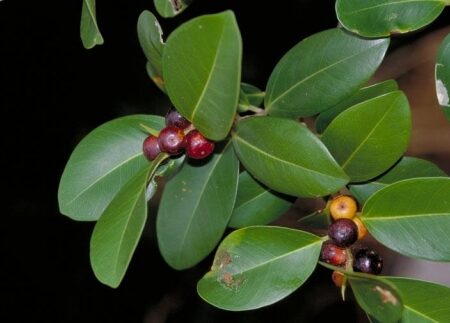 Ficus microcarpa