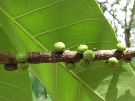 Ficus tsjakela