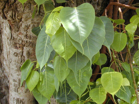 Ficus religiosa