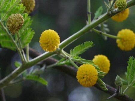 Acacia nilotica