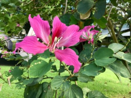 Bauhinia variegata