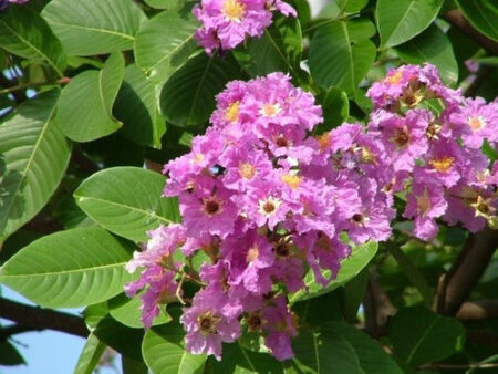 Lagerstroemia speciosa