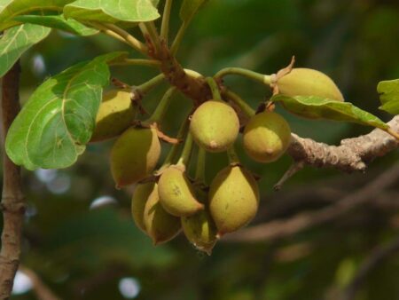 Madhuca longifolia