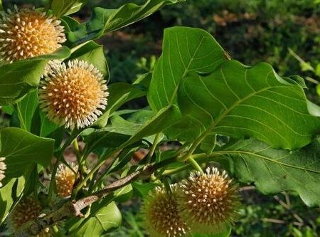 Mitragyna Parvifolia