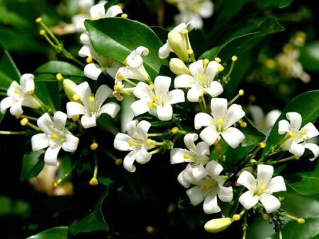 Murraya paniculata