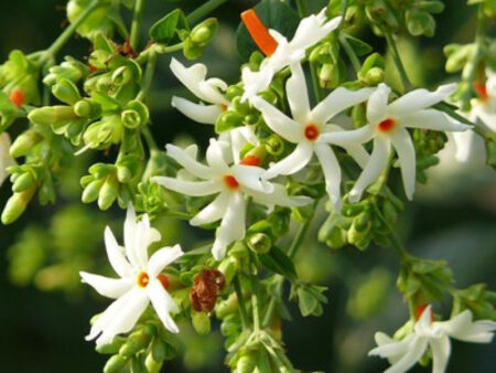 Nyctanthes Arbor-Tristis