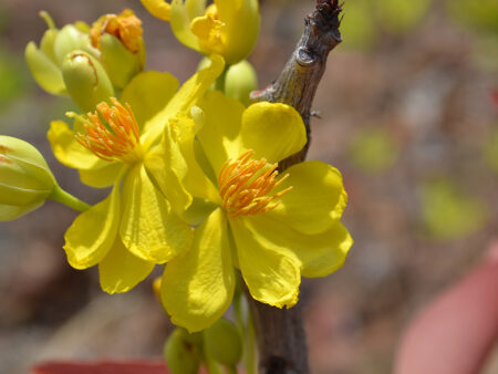 Ochna Obtusata