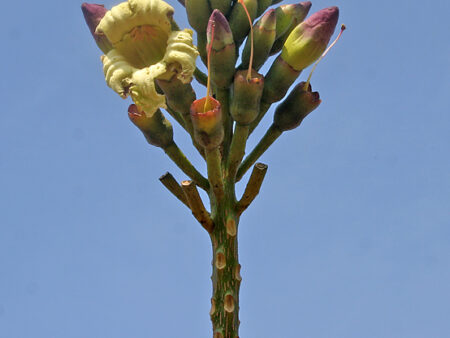 Oroxylum Indicum