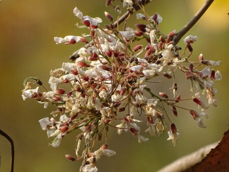 Ougeinia oogeinensis