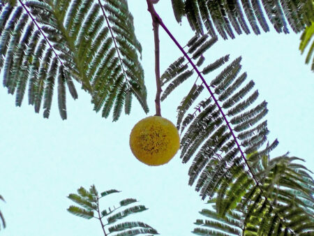 Parkia biglandulosa