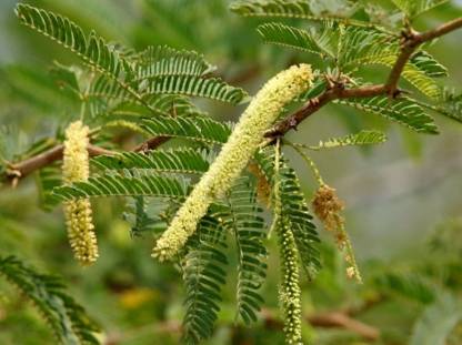 Prosopis cineraria