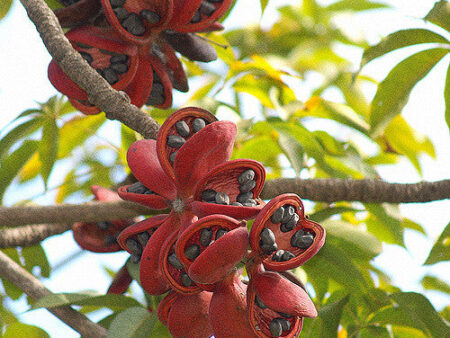 Sterculia foetida