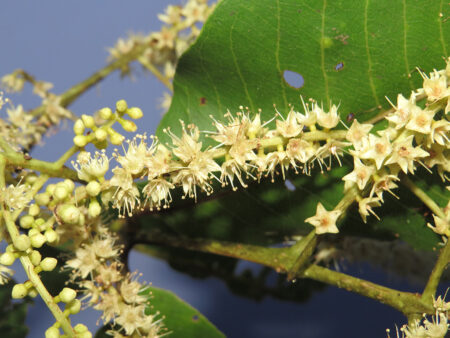 Terminalia elliptica