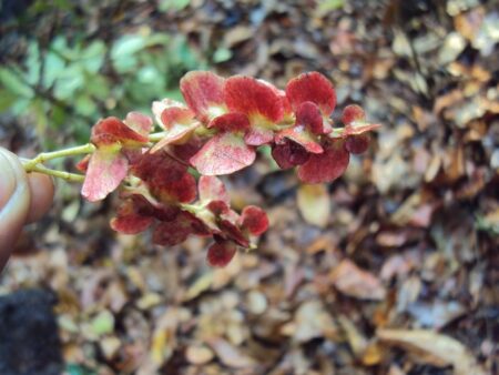 Terminalia paniculata