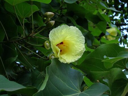Thespesia populnea