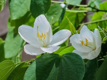 Bauhinia racemosa