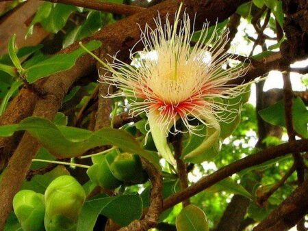 Careya arborea